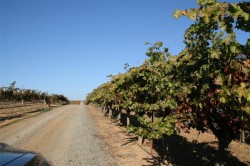 Road leading to Mounts Winery