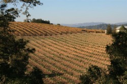 View from the tasting "room" of Mounts Winery