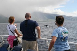 Whale watching with Pacific Whale Foundation