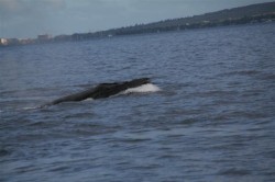 Whale breeching