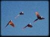 Scarlet macaws, Corcovado National Park, Costa Rica.