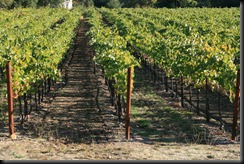 Wine in the making!  Grapes growing on the vine at Fritz Winery.