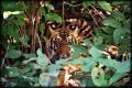 Seeing tigers on elephant back, Kanha National Park, India.