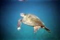 Swimming with sea turtles off Maui, Hawaii.