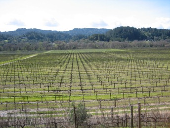 Sweeping views of Dry Creek Valley, Wilson Winery, Sonoma County