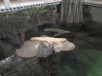 The lack-luster swamp exhibit at the California Academy of Sciences, Golden Gate Park