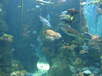 Fish swim around the coral reef at the California Academy of Sciences in Golden Gate Park, San Francisco