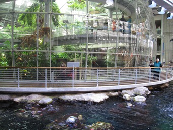 The four story rainforest rises behind the coral reef at the California Academy of Sciences, Golden Gate Park, San Francisco