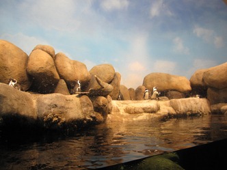 The penguins in the African Hall, California Academy of Sciences, Golden Gate Park, San Francisco