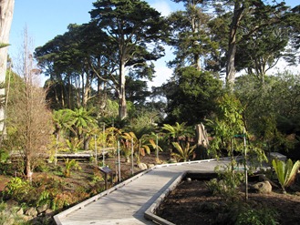 A boardwalk leads you through time in the Primative Plants Garden at the San Francisco Botanical Garden at Strybring Arboretum in Golden Gate Park