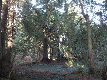 Enjoying the tranquility on the Redwood Trail, San Francisco Botanical Garden at Strybing Arboretum, Golden Gate Park