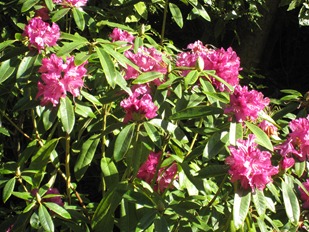 Thanks to the mild climate in San Francisco, azaleas bloom in January in Golden Gate Park.