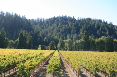 The view from the tasting room deck at Korbel Champagne Cellars, Russian River Valley, Sonoma County