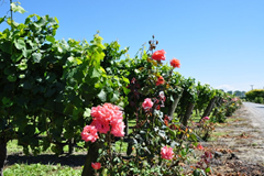 Rows of grapes are punctuated with beautiful roses at the lovely Brookfields Vineyards, Hawke's Bay, New Zealand