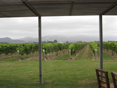 View of the vineyard from the tasting room (cellar door) at Spy Valley Wines, Marlborough, New Zealand 