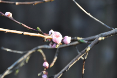 Our peach tree bursts into bloom.