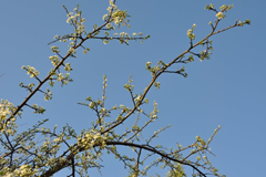 Our apricot tree was so laden with fruit last year that we made enough jam to last us through the year. Our apricot tree was so laden with fruit last year that we made enough jam to last us through the year.