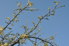 Our apricot tree was so laden with fruit last year that we made enough jam to last us through the year.