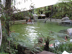 The natural setting helps to make a trip to Glacier Hot Pools very relaxing and enjoyable.
