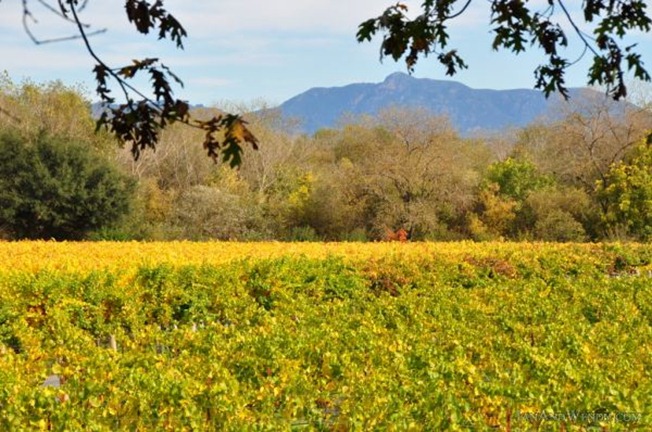 Fall colors in the vineyards frame a view of Mount St. Helena