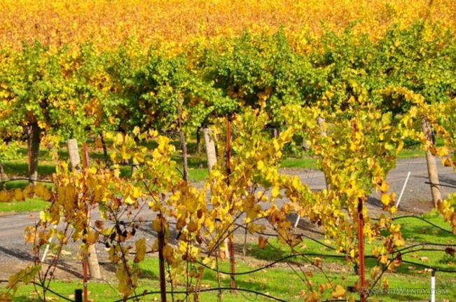 Wine grape vines display beautiful fall colors.