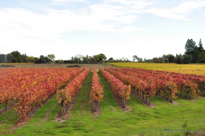 Wine grape vines turn brilliant shades of red and yellow carpeting Dry Creek Valley in fall color.