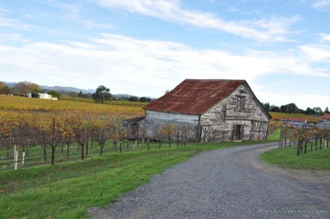 An old barn is surrounded by grape vines in brilliant colors in Dry Creek Valley