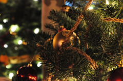 All decked out for the holidays, the 106 trees of the 2nd Annual Charlie Brown Christmas Tree Grove on Windsor Town Green sparkle at night.