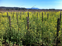 Spring brings wild mustard with its vibrant yellow to the vineyard surrounding Quivira's tasting room in Sonoma County's Dry Creek Valley. 