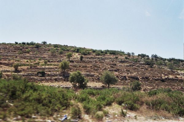 Terraces of Olive Trees, Hebron, West Bank