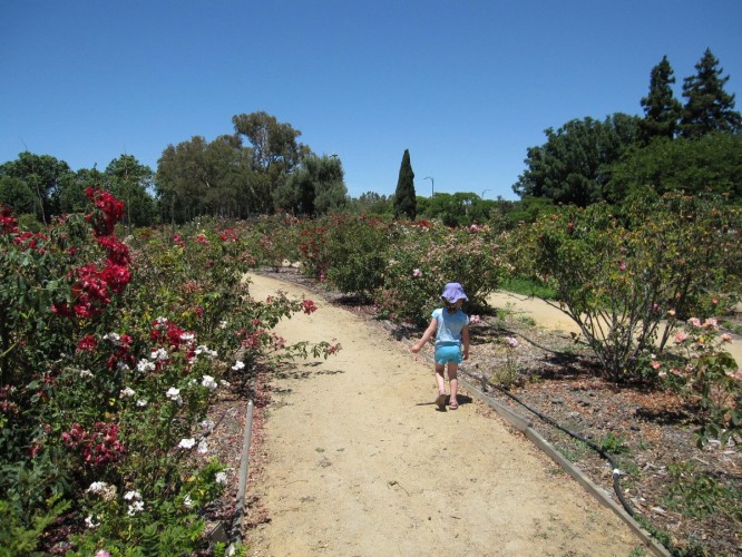 Checking out the roses at the San Jose Heritage Rose Garden