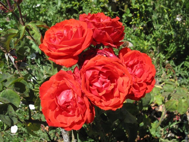 Roses at the San Jose Heritage Rose Garden