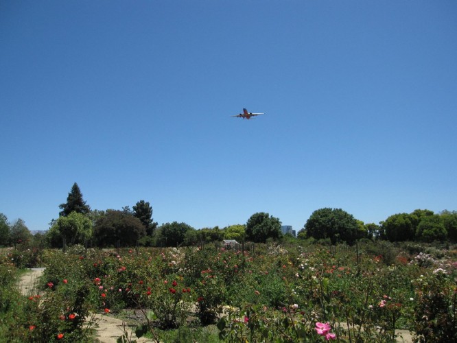 The Rose Garden is right in the flight path for the San Jose International Airport 