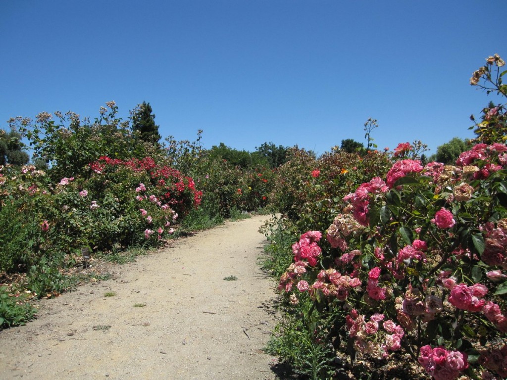Roses grow in the San Jose Heritage Rose Garden