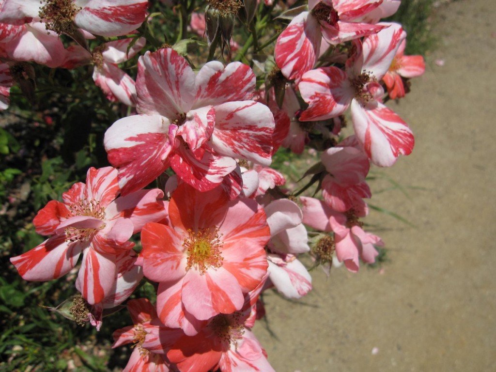 Roses in bloom at the San Jose Heritage Rose Garden