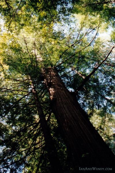 Base jumping from their tops would give vistors to these towering giants a whole new appreciation for the towering heights to which California Redwoods grow.