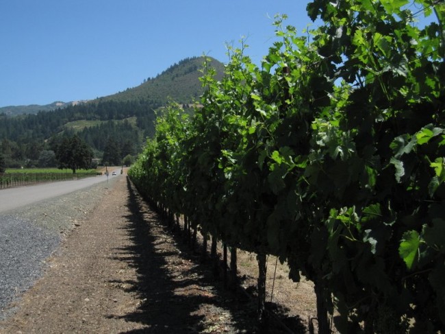 Row after row of wine grapes stretch out along the road in Sonoma County Wine Country.