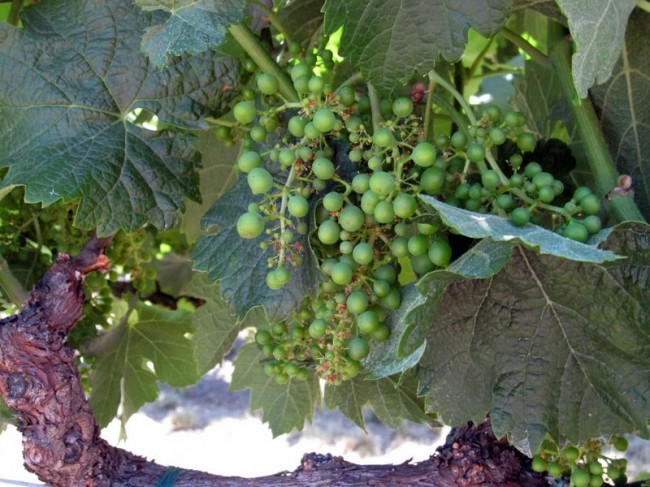Wine grapes ripening on the vine in Sonoma County, Northern California's Wine Country