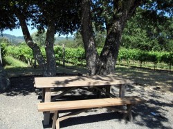 Picnic table with views of the vineyards at Loxton Winery