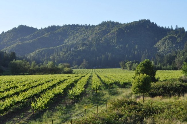 Rows of wine grapes are nestled in amongst the hills.